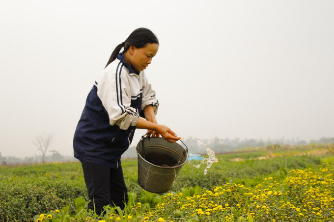  Nghề trồng dược liệu tuy vất vả nhưng đem lại thu nhập khá cho các hộ dân. Dù ít dù nhiều, nhà nào cũng trồng cây thuốc để kinh doanh và phục vụ nhu cầu gia đình. Những cánh đồng cúc khiến người người xao xuyến. Ai đi tới đó, lòng không muốn về. 
