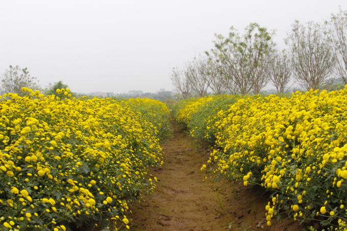  Cúc chi được trồng làm nhiều luống thẳng hàng lối, nên nhìn từ xa như một thảm vàng rực trải dài. Đến nay, trên 70% diện tích canh tác của thônNghĩaTrai được sử dụng để trồng cây dược liệu Ngoài cúc tiến vua cánh đồng còn trồng đơn lá đỏ, trạch lan, cốt khí và mã đề. Đơn lá là cây đem lại giá trị kinh tế cao. Cây đơn lá đỏ được một số nhà máy thu mua về để lấy tinh dầu, sau đó chế thành thuốc trị zona, mẩn ngứa… Theo người dân nơi đây, cây trạch lan (còn có tên mần tưới) chữa được rất nhiều bệnh như, mất ngủ, giảm sưng đau do mụn nhọt, mệt mỏi... Thời điểm này là lúc người dân đang chuẩn bị thu hoạch nghệ đen. Theo Đông y nghệ đen giúp tăng cường sự bài tiết mật, kích thích tiêu hóa, tăng trương lực ống tiêu hóa, kháng khuẩn. Thời điểm này, đến với làng Nghĩa Trai du khách có thể cảm nhận được hương thơm dịu nhẹ từ cánh đồng hoa cúc chi. Nghề trồng dược liệu tuy vất vả nhưng đem lại thu nhập khá cho các hộ dân. Dù ít dù nhiều, nhà nào cũng trồng cây thuốc để kinh doanh và phục vụ nhu cầu gia đình. Những cánh đồng cúc khiến người người xao xuyến. Ai đi tới đó, lòng không muốn về. 