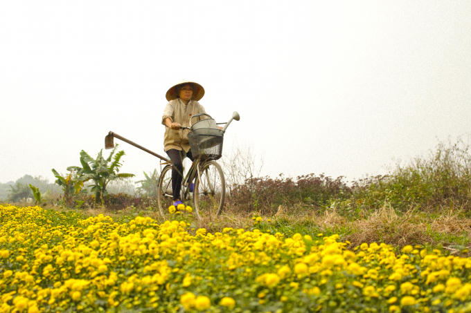  Những cánh đồng cúc khiến người người xao xuyến. Ai đi tới đó, lòng không muốn về. 