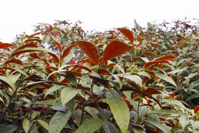  Đơn lá là cây đem lại giá trị kinh tế cao. Cây đơn lá đỏ được một số nhà máy thu mua về để lấy tinh dầu, sau đó chế thành thuốc trị zona, mẩn ngứa… Theo người dân nơi đây, cây trạch lan (còn có tên mần tưới) chữa được rất nhiều bệnh như, mất ngủ, giảm sưng đau do mụn nhọt, mệt mỏi... Thời điểm này là lúc người dân đang chuẩn bị thu hoạch nghệ đen. Theo Đông y nghệ đen giúp tăng cường sự bài tiết mật, kích thích tiêu hóa, tăng trương lực ống tiêu hóa, kháng khuẩn. Thời điểm này, đến với làng Nghĩa Trai du khách có thể cảm nhận được hương thơm dịu nhẹ từ cánh đồng hoa cúc chi. Nghề trồng dược liệu tuy vất vả nhưng đem lại thu nhập khá cho các hộ dân. Dù ít dù nhiều, nhà nào cũng trồng cây thuốc để kinh doanh và phục vụ nhu cầu gia đình. Những cánh đồng cúc khiến người người xao xuyến. Ai đi tới đó, lòng không muốn về. 