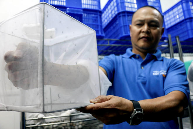 Bo Y te cho phep tha muoi mang Wolbachia de phong sot xuat huyet hinh anh 1