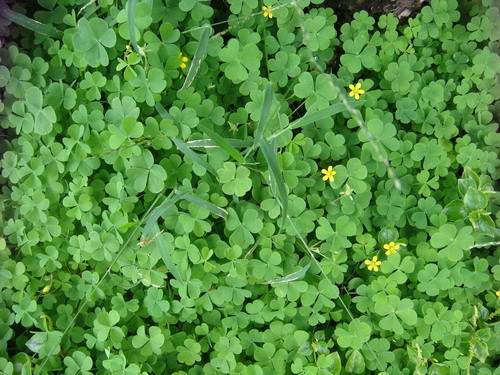 Bai thuoc tu cay chua me dat hoa vang chua viem hong cuc tot