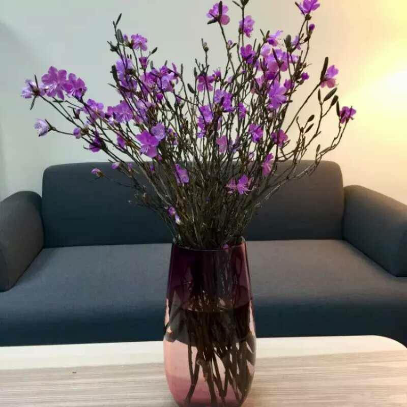 Su that ve hoa do quyen ngu dong - 'canh cui kho' bi tam hoa chat? hinh anh 1