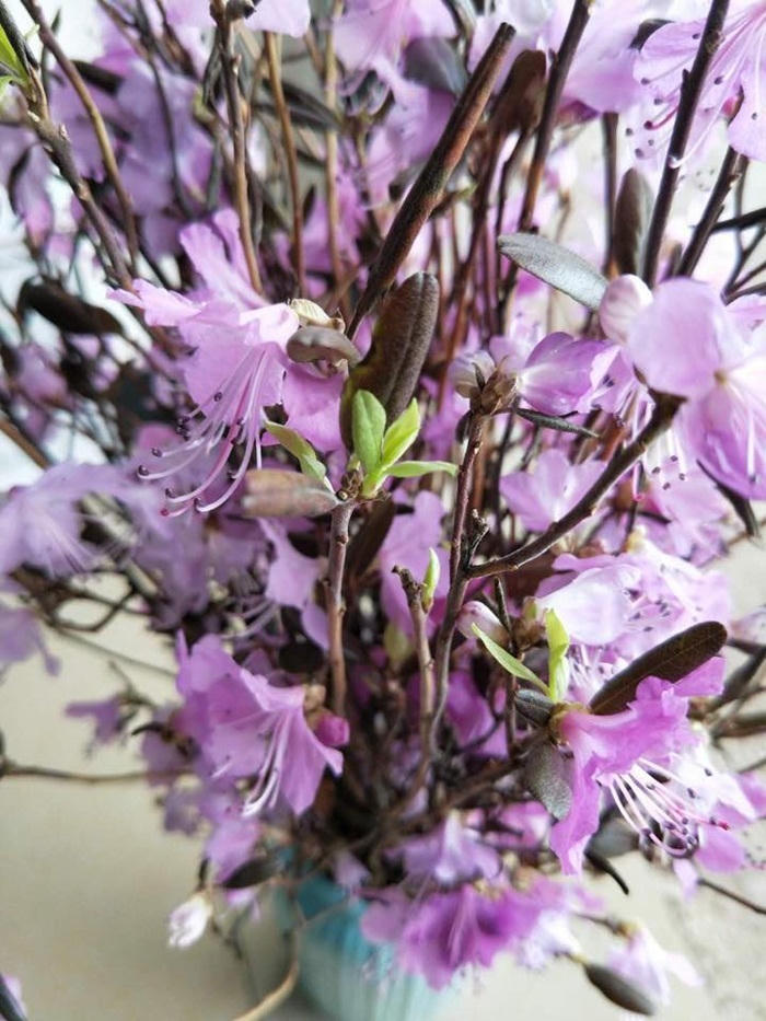 Su that ve hoa do quyen ngu dong - 'canh cui kho' bi tam hoa chat? hinh anh 2