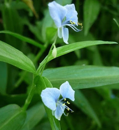 Thài lài trị cảm cúm, viêm nhiễm đường hô hấp