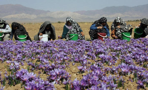 hoa nghệ tây,làm đẹp,gia vị,Tết Việt 2018,Tết Âm lịch hoa nghệ tây,làm đẹp,gia vị,Tết Việt 2018,Tết Âm lịch