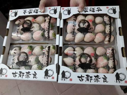 Loại dâu tây Bạch tuyết được bán với giá khoảng 3 triệu đồng mỗi kg.