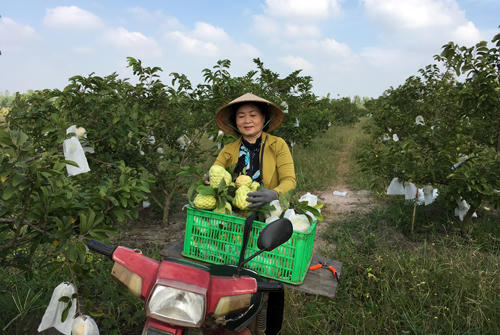 trai cay vu tet: "sau the tham" o vua trai cay phia nam hinh anh 1