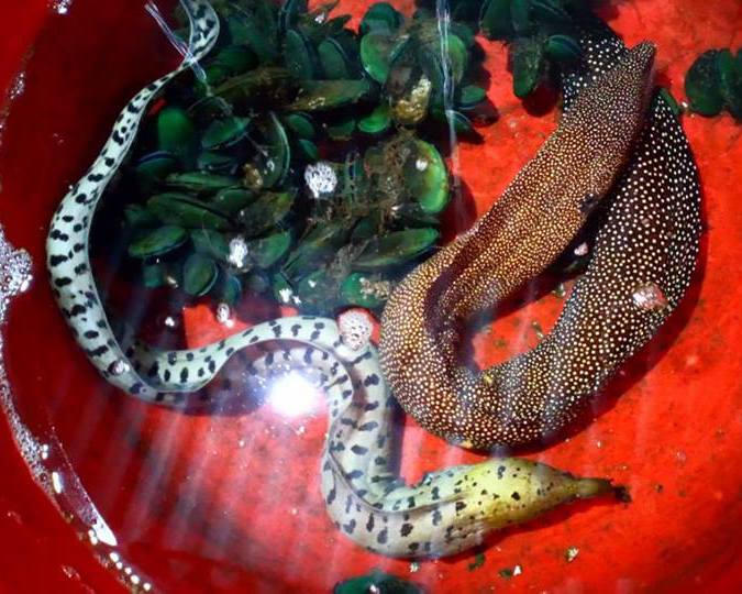 'Thủy quái' 'lạc trôi' vào quán nhậu ở Huế?