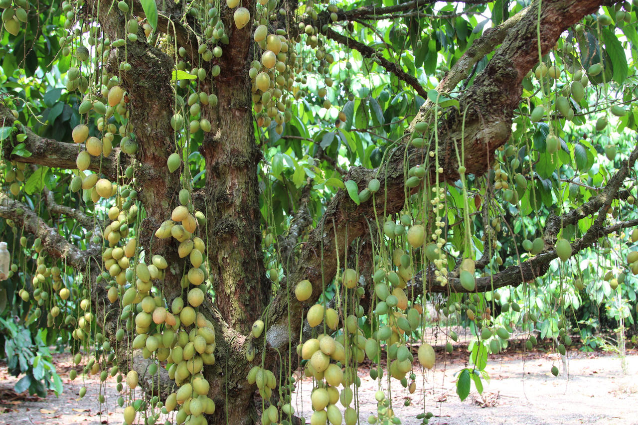 Rộn ràng mùa dâu da An Phước