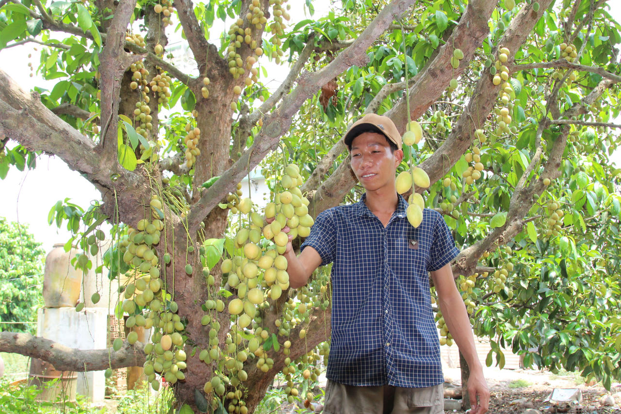 Rộn ràng mùa dâu da An Phước