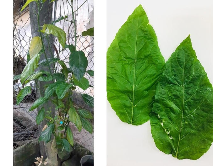 Me mu quang cho con an chao la loc mai chua tao bon, be gai 1 tuoi bi tan mau cap hinh anh 1