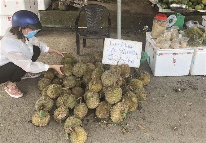 Hạt sầu riêng lên cơn sốt: Lời đồn có thế lực phá hoại?