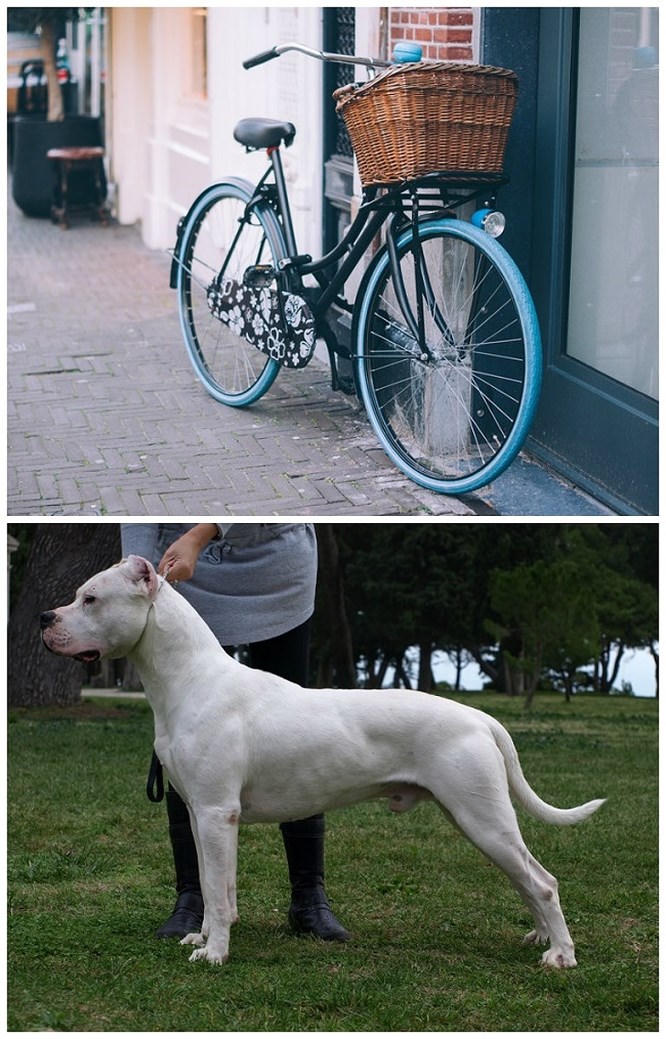 10 thứ ngỡ bình thường nhưng lại bị cấm xuất nhập ở một số quốc gia - ảnh 11