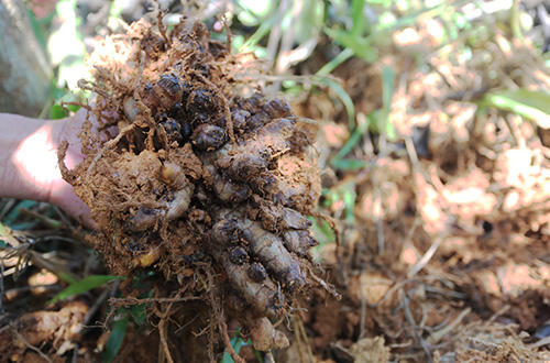 Củ nghệ được ông Tâm thu hoạch nhưng không có người mua và để lâu ngày bị thối. Ảnh: Đắc Thành.