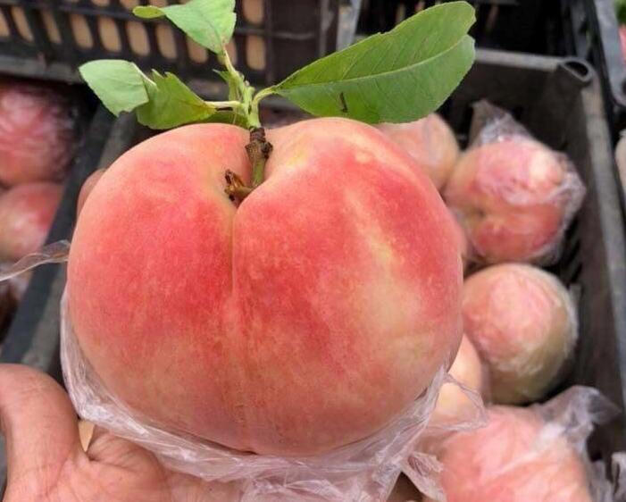Sự thật đào tiên khổng lồ mới xuất hiện: 1kg/quả, giá chỉ 10.000 đồng