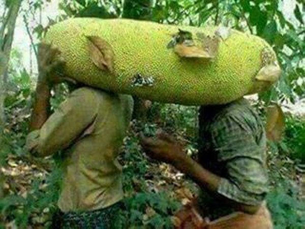 Loại quả 'cứu tinh' tương lai thế giới, thứ tầm thường lăn lóc ở Việt Nam Loại quả 'cứu tinh' tương lai thế giới, thứ tầm thường lăn lóc ở Việt Nam