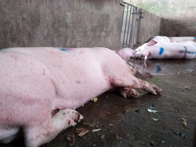 nhieu tinh co tinh giau, dich lo mom long mong bung phat hinh anh 5