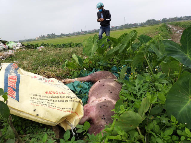 nhieu tinh co tinh giau, dich lo mom long mong bung phat hinh anh 4