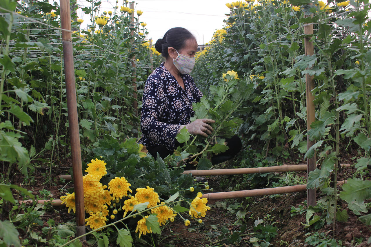 Giá hoa tươi trước Tết chưa bằng 1/3 năm ngoái