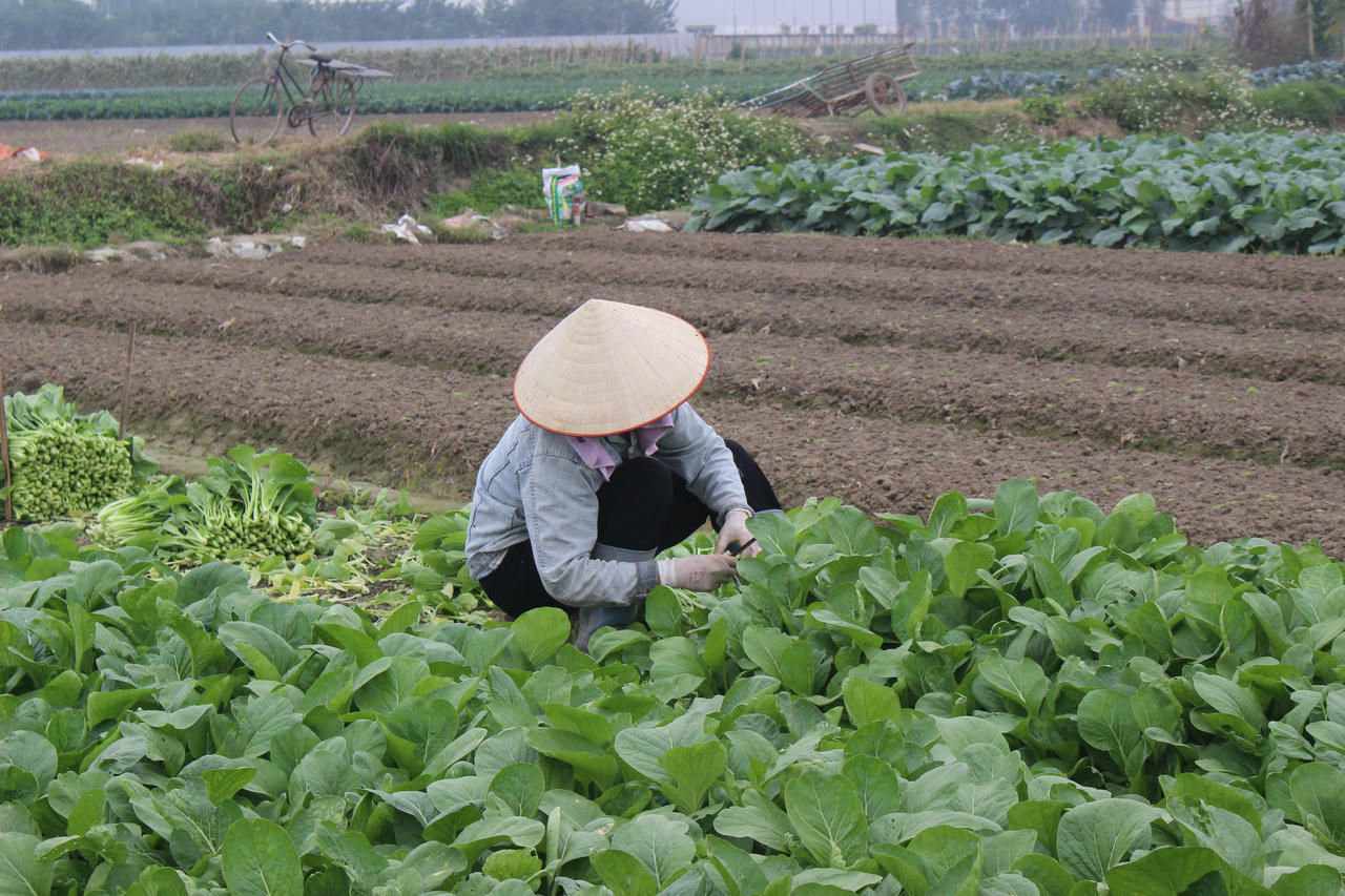 ​Giá rau xanh tăng đột biến – nông dân trồng rau phấn khởi được mùa