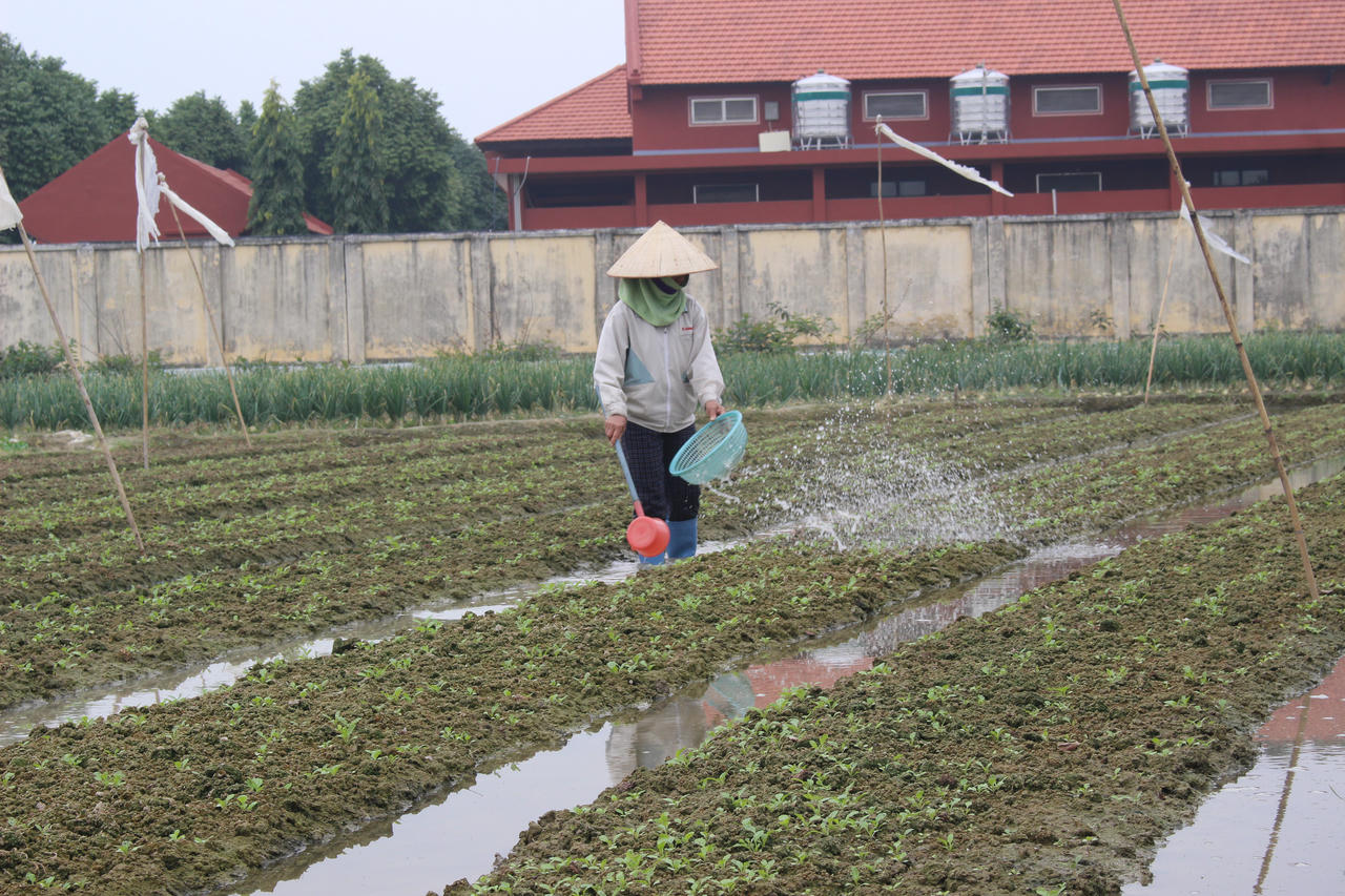 ​Giá rau xanh tăng đột biến – nông dân trồng rau phấn khởi được mùa
