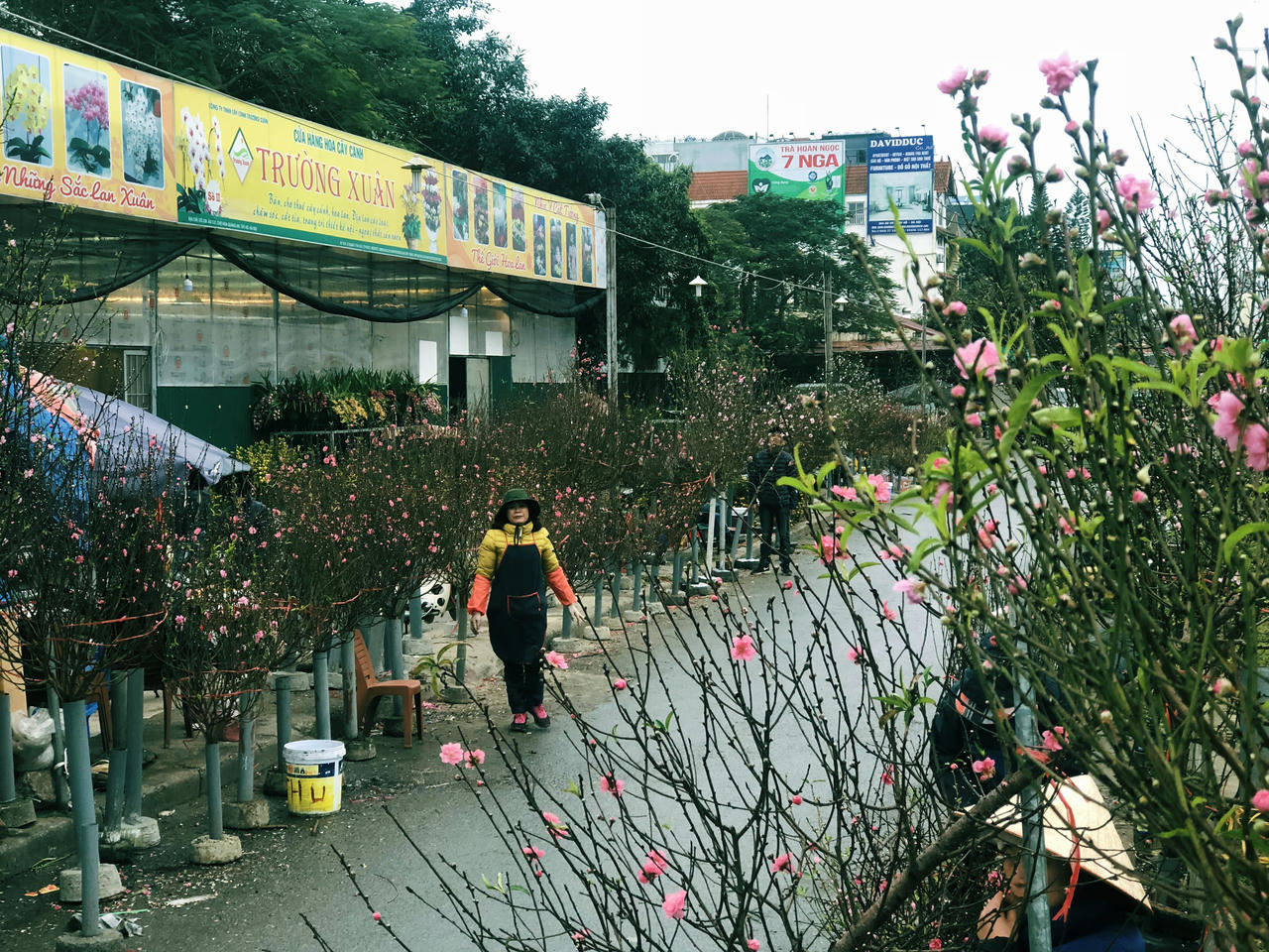 Hoa đào đã mang Xuân về trên phố