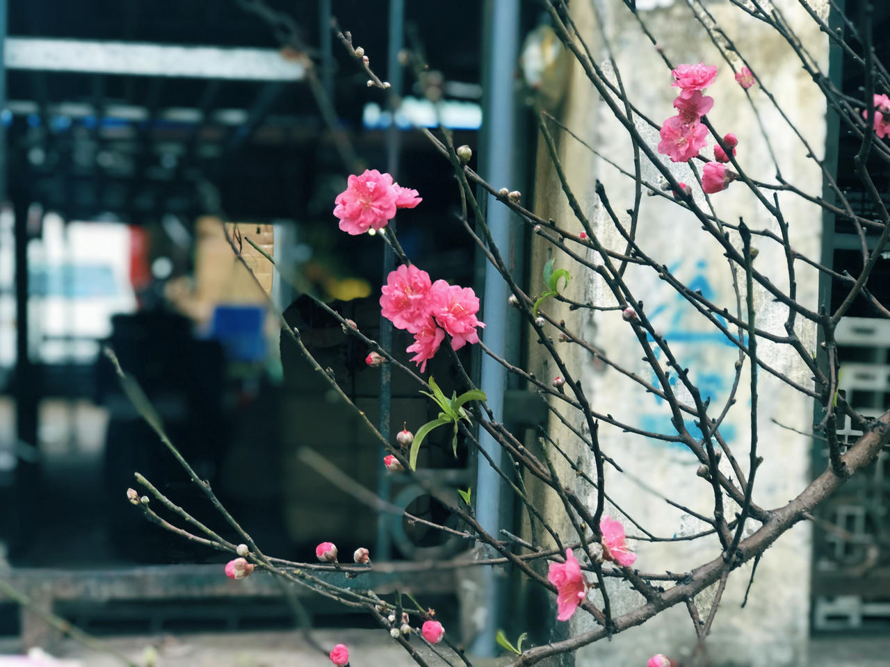 Hoa đào đã mang Xuân về trên phố