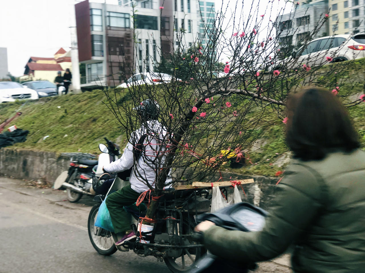 Hoa đào đã mang Xuân về trên phố