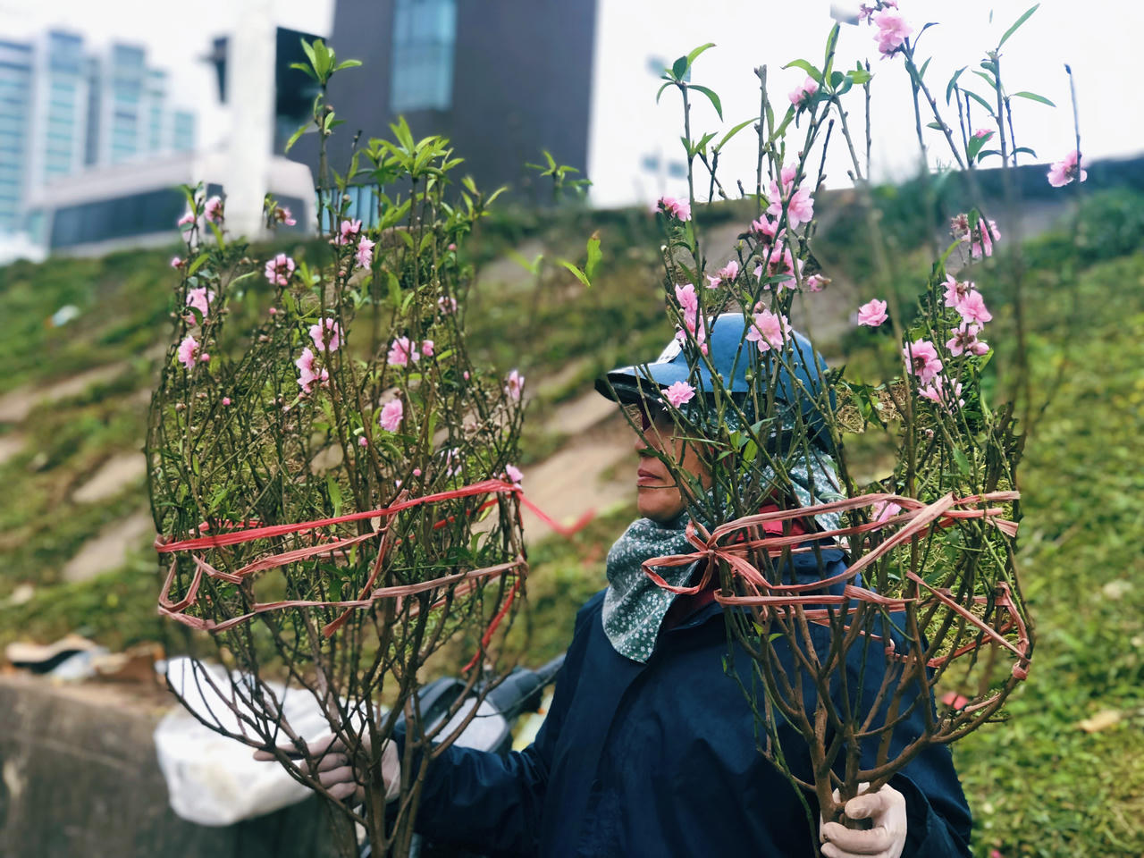 Hoa đào đã mang Xuân về trên phố