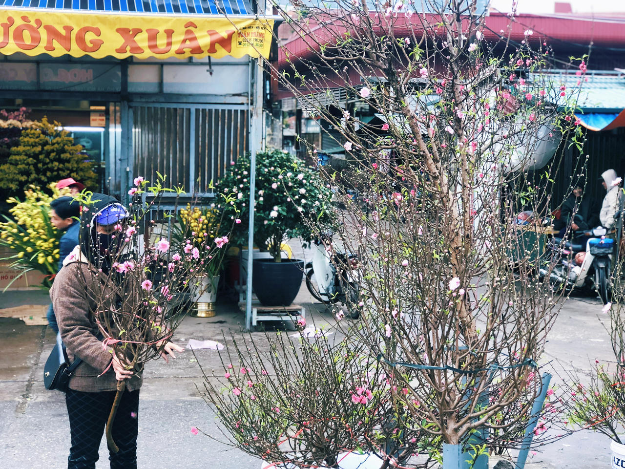 Hoa đào đã mang Xuân về trên phố