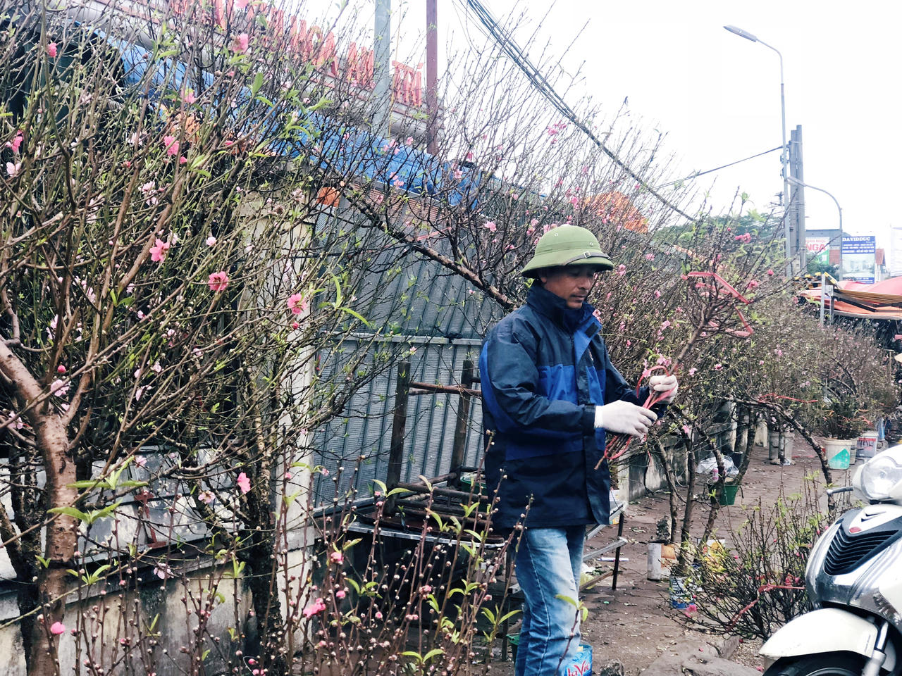 Hoa đào đã mang Xuân về trên phố