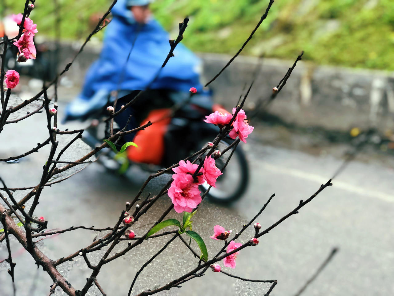 Hoa đào đã mang Xuân về trên phố