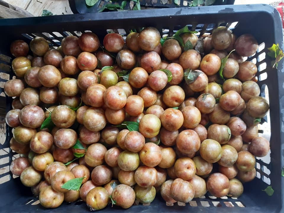 Lừa bán đặc sản Sa Pa, dân Việt ăn hết 3.000 tấn mận Tàu