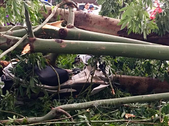 Cơn giông giật đổ nhiều cây trên phố Hà Nội, một người tử vong