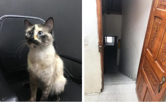 Giải trí - Clip: Mèo lao ra như 'siêu anh hùng', cứu sống cậu bé trong gang tấc