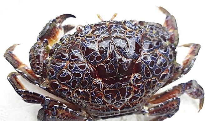 Ăn nhầm cua độc, nam thanh niên phải chuyển viện gấp bằng máy bay - ảnh 1