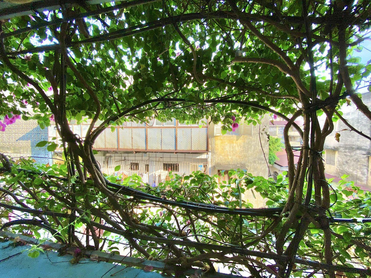 Ấn tượng những không gian xanh mát như vườn quê giữa lòng phố cổ Hà Nội