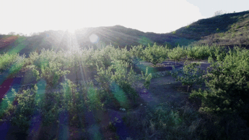 6 người bạn 9x từ chức rời thành phố, thuê đất ở nông thôn cùng nhau làm vườn vui sống