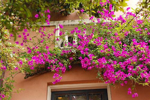 Những loại cây dễ trồng cho ban công chống nắng nóng đổ lửa ngày hè