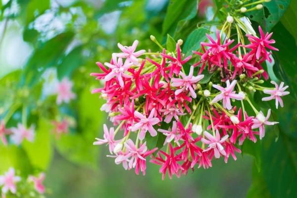 Những loại cây dễ trồng cho ban công chống nắng nóng đổ lửa ngày hè