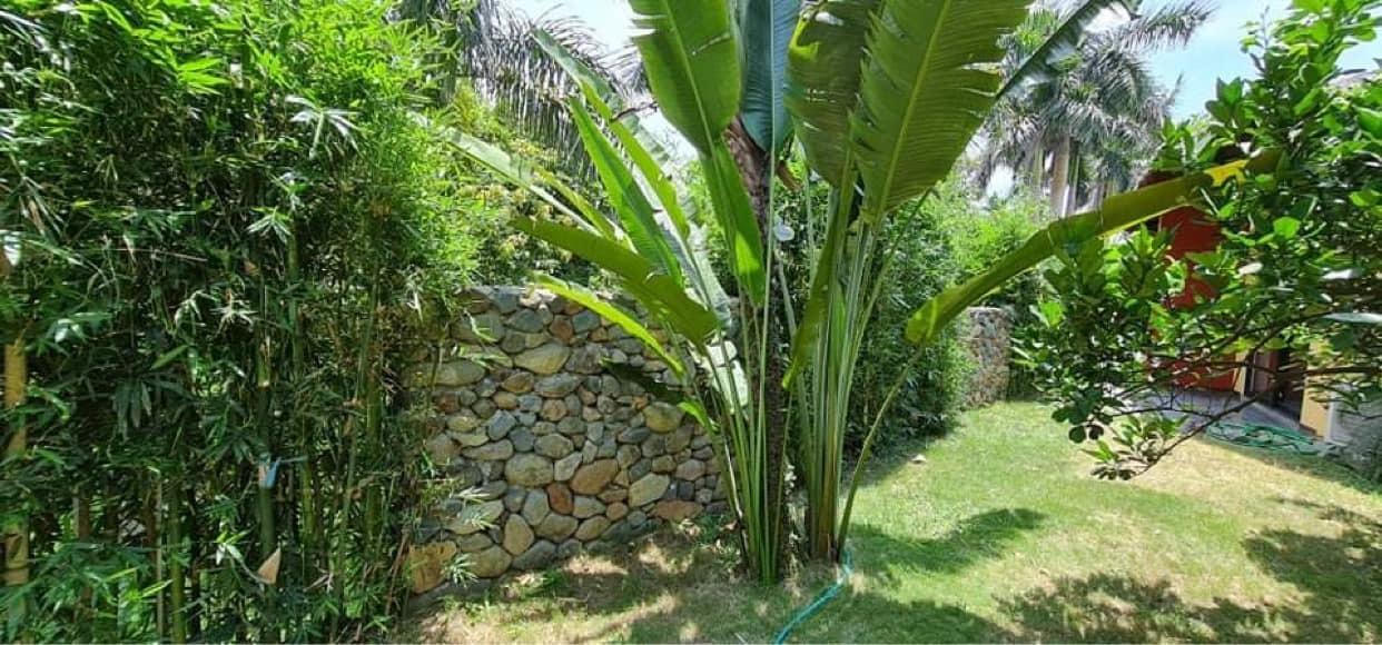 Vợ chồng Hà Nội về ngoại ô xây nhà mái lá, có đủ bể bơi xanh mát