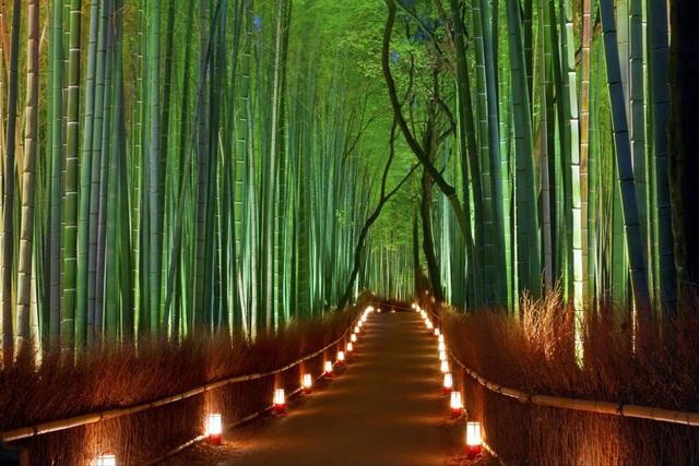 Lạc lối trong rừng tre Arashiyama - niềm tự hào của cố đô Kyoto