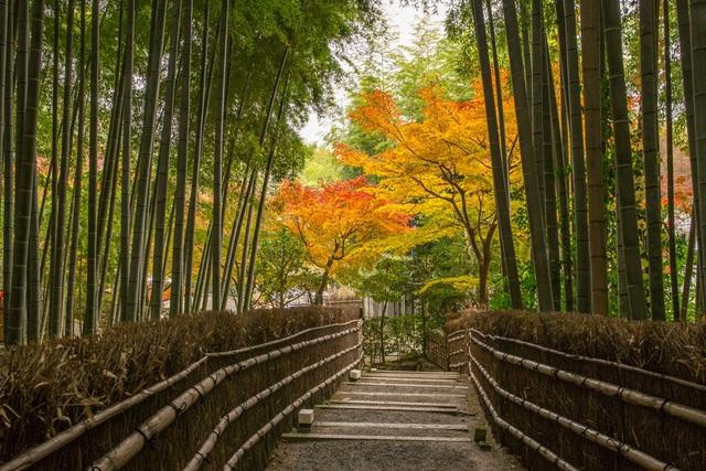 Lạc lối trong rừng tre Arashiyama - niềm tự hào của cố đô Kyoto