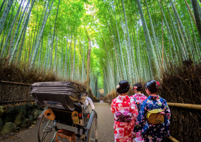 Lạc lối trong rừng tre Arashiyama - niềm tự hào của cố đô Kyoto