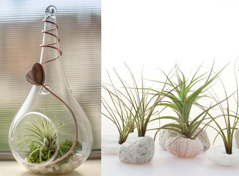 8 loại cây trồng trong nhà làm sạch không khí 