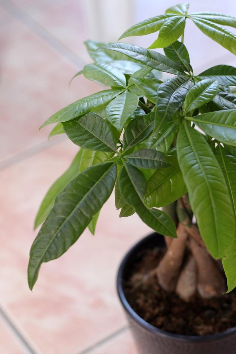 8 loại cây trồng trong nhà làm sạch không khí 