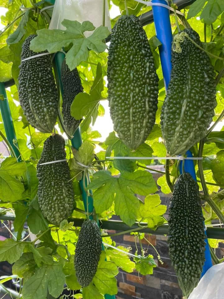 Bí kíp tạo nên những "mùa màng bội thu" trên sân thượng 