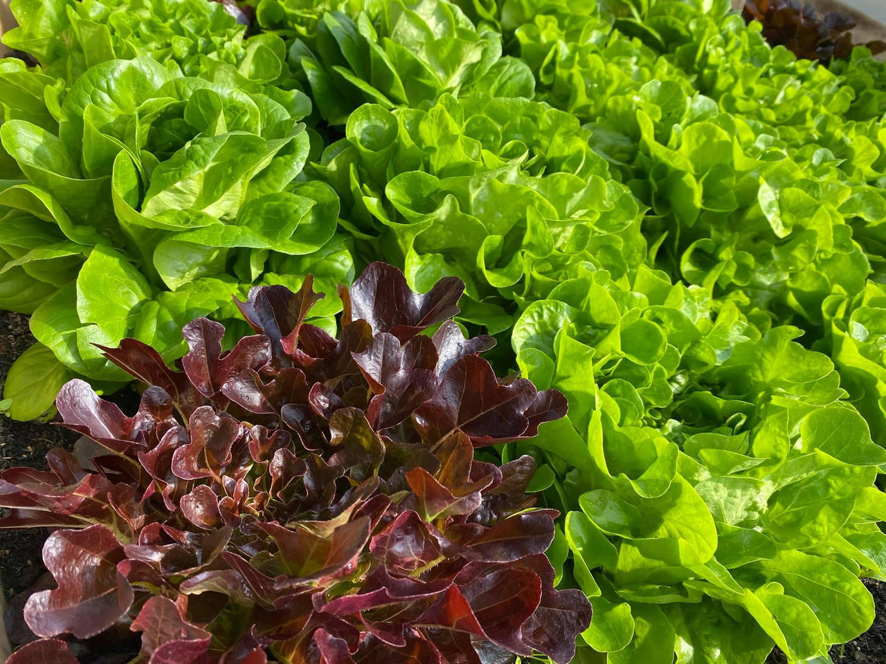 Bí kíp tạo nên những "mùa màng bội thu" trên sân thượng 