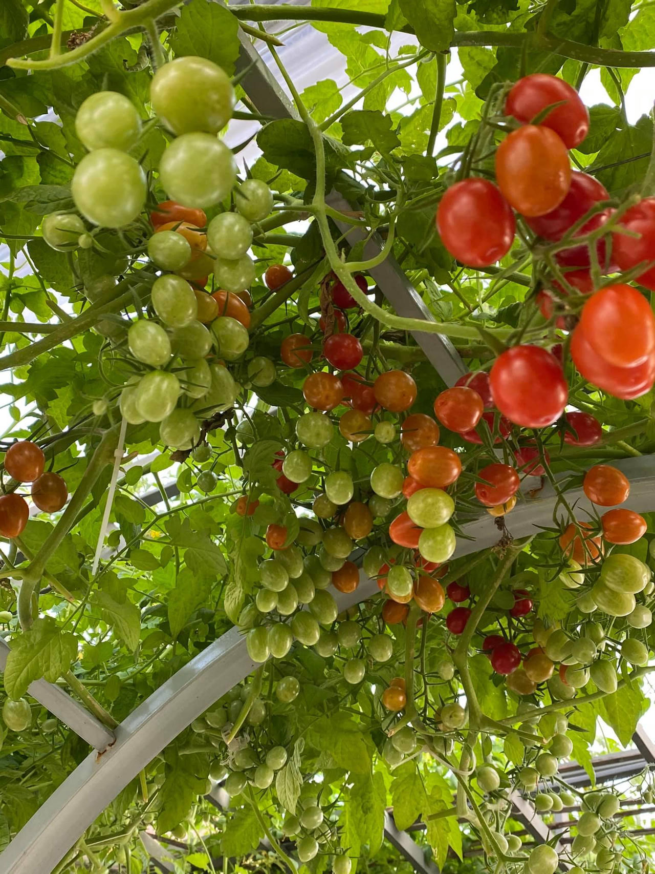 Bí kíp tạo nên những "mùa màng bội thu" trên sân thượng 